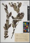 Foto von Salix atrocinerea Brot. x Salix phylicifolia L.